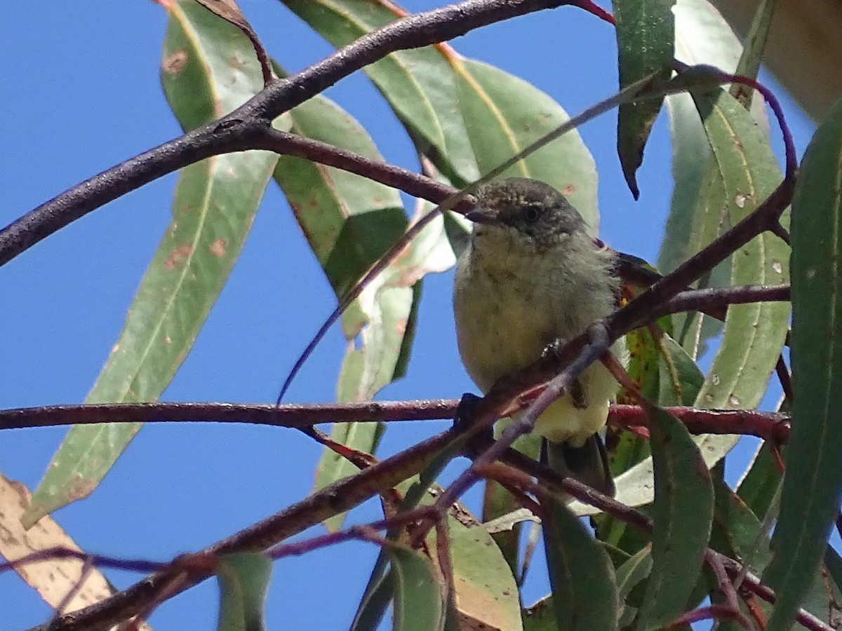 Buff-rumped Thornbill - ML416885901