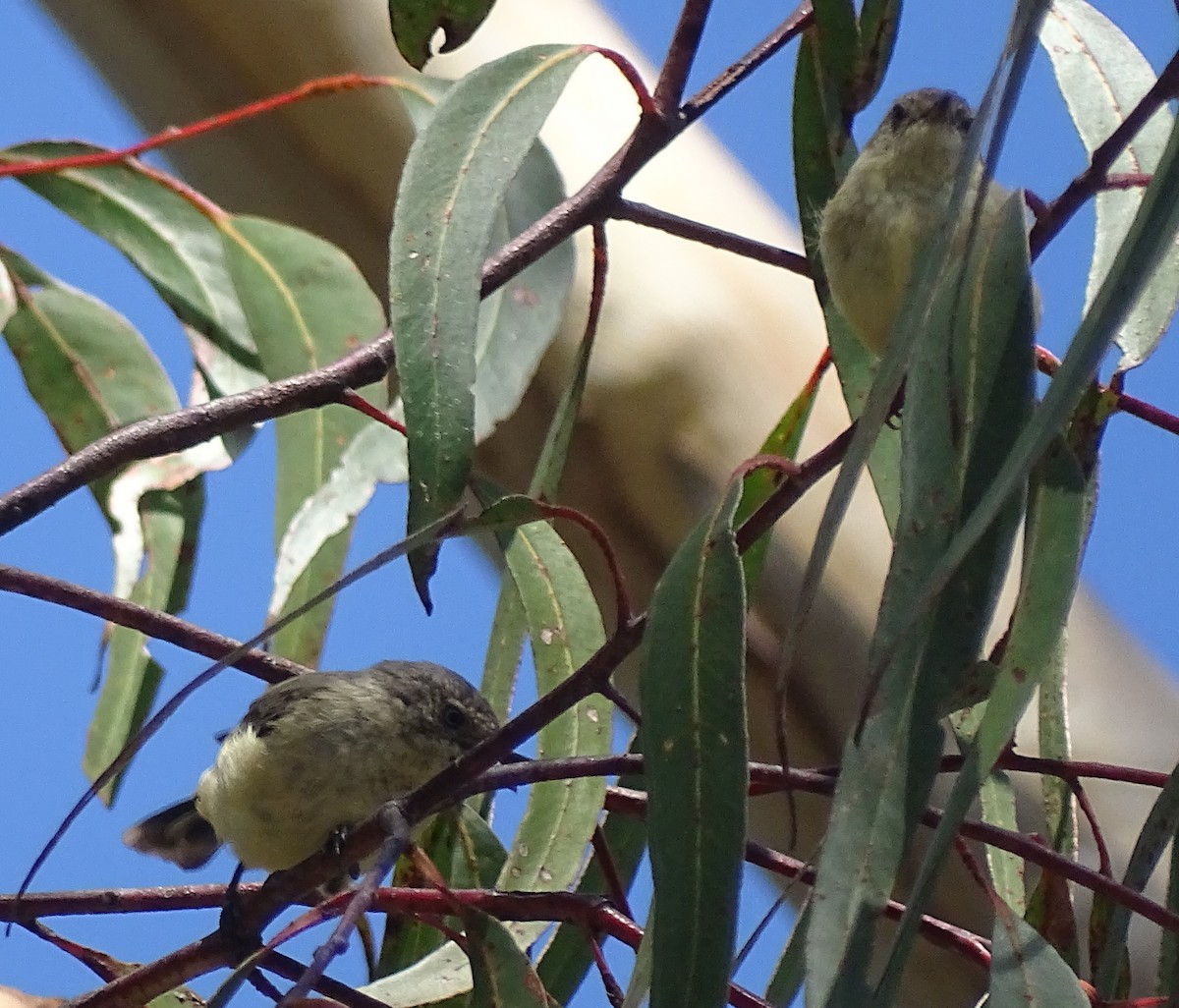 Buff-rumped Thornbill - ML416886011