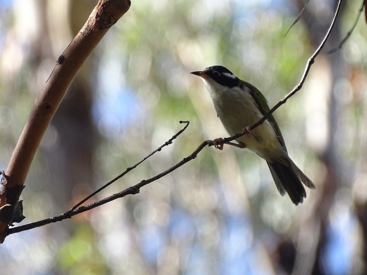 White-throated Honeyeater - G. Thomas Doerig