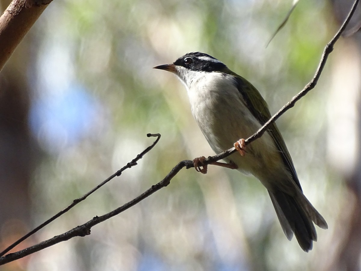 White-throated Honeyeater - ML416886561