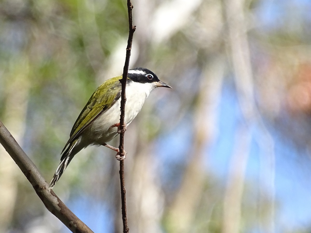 White-throated Honeyeater - ML416886701