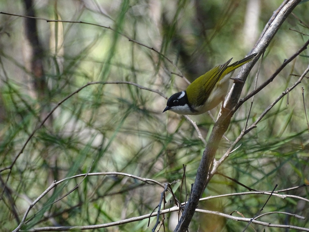 White-throated Honeyeater - G. Thomas Doerig