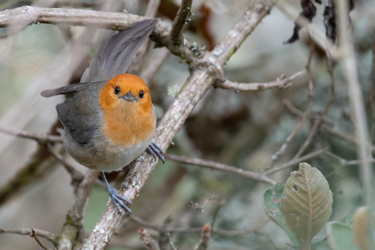 Brown-flanked Tanager - Ben  Lucking