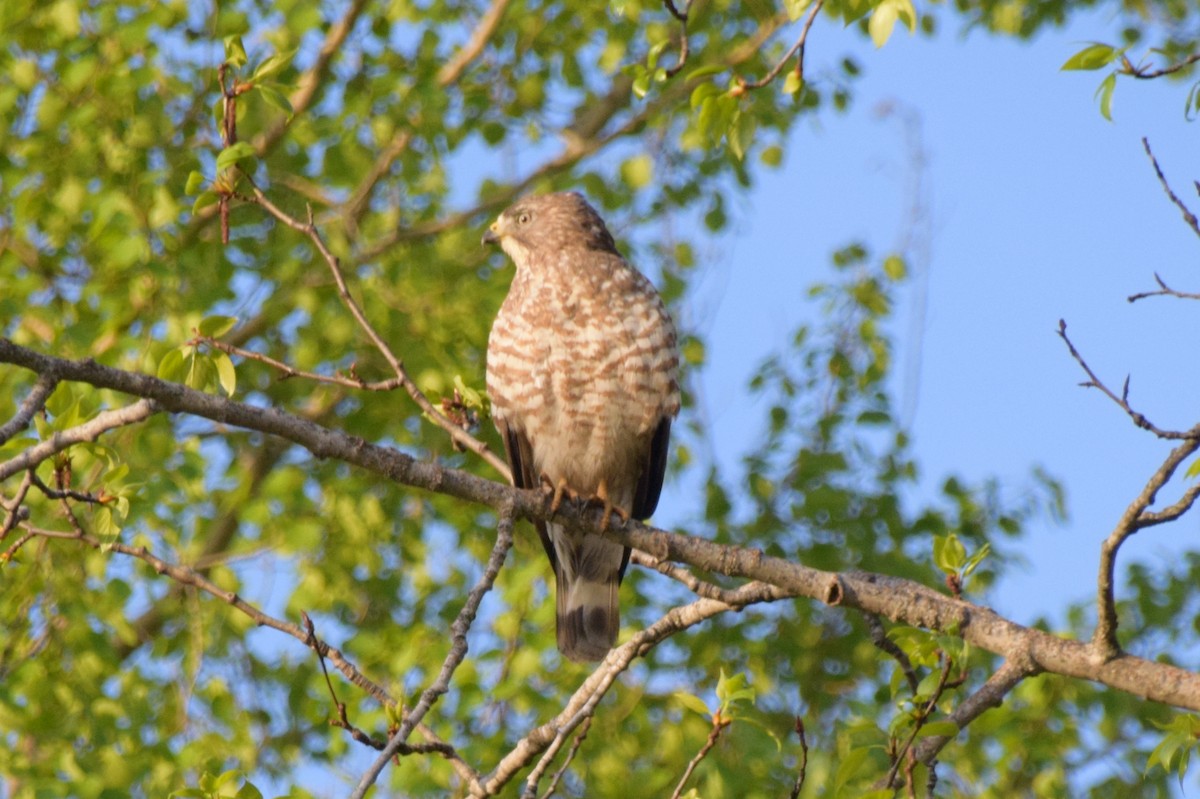 Broad-winged Hawk (Northern) - ML416888871