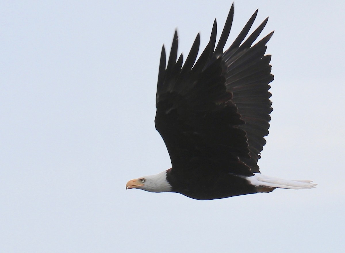 Bald Eagle - ML416888881