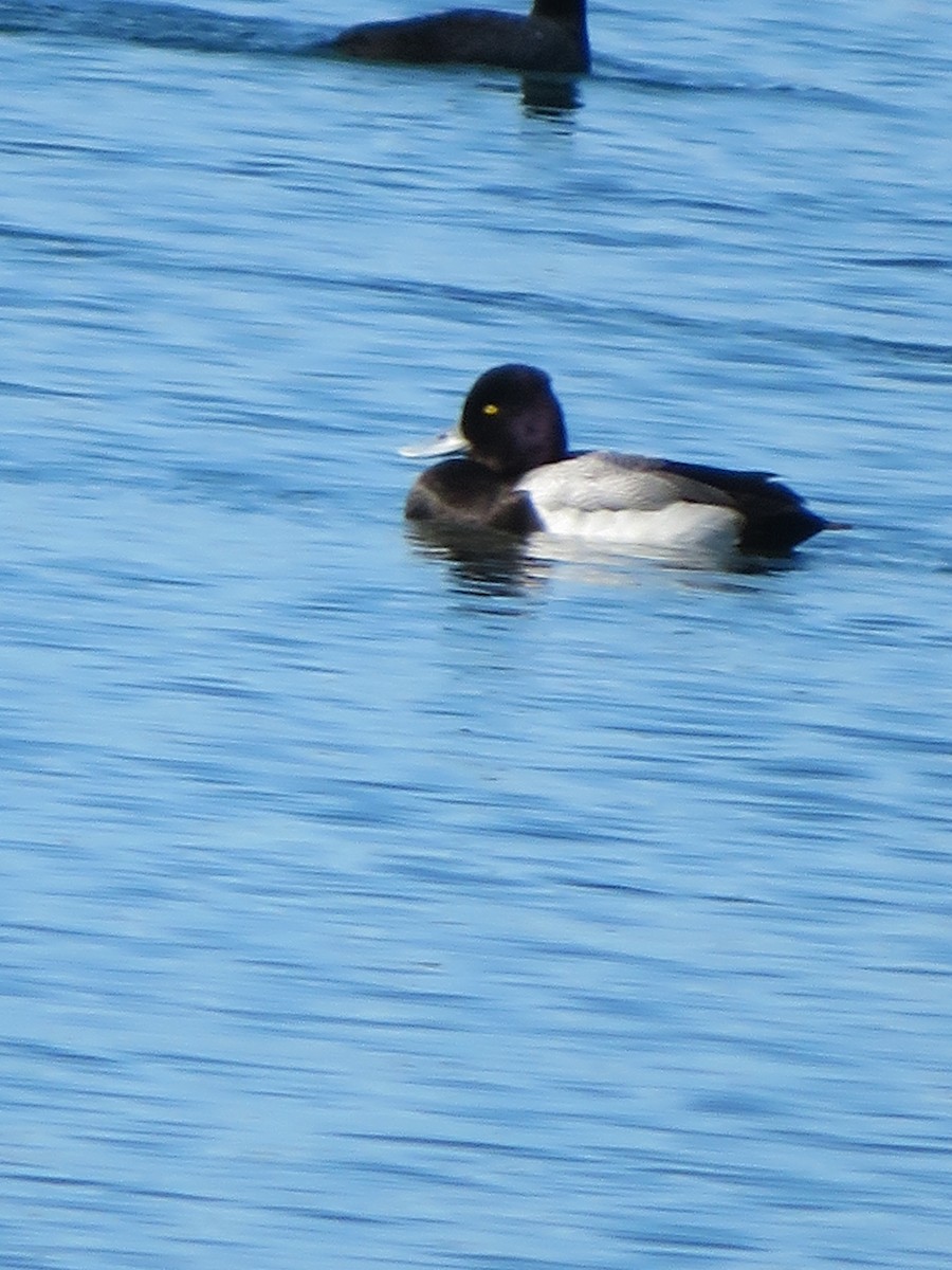 Lesser Scaup - ML416889431