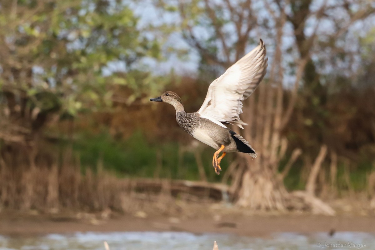 Canard chipeau - ML416889741