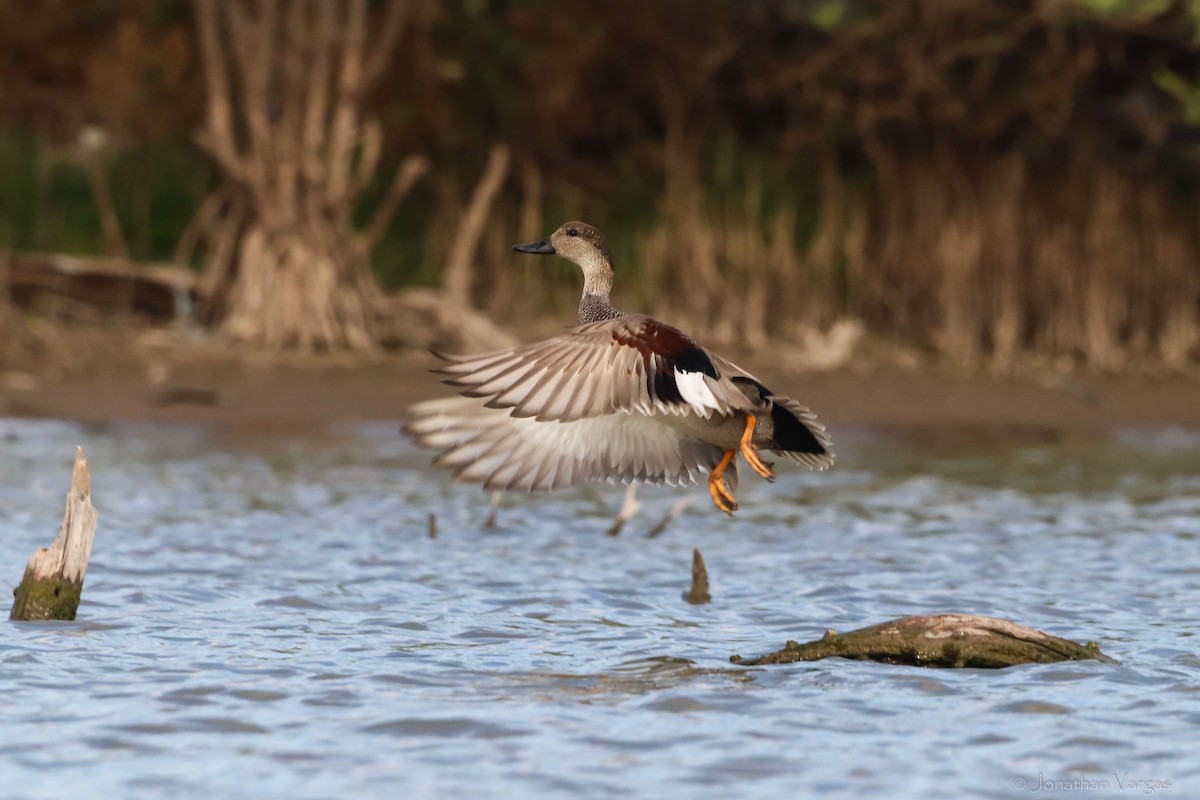 Gadwall - ML416889781