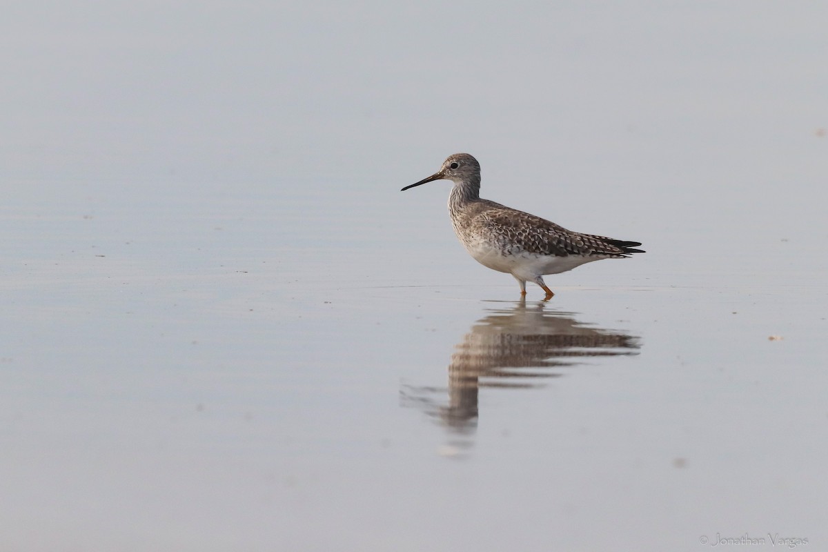 Lesser Yellowlegs - ML416890431