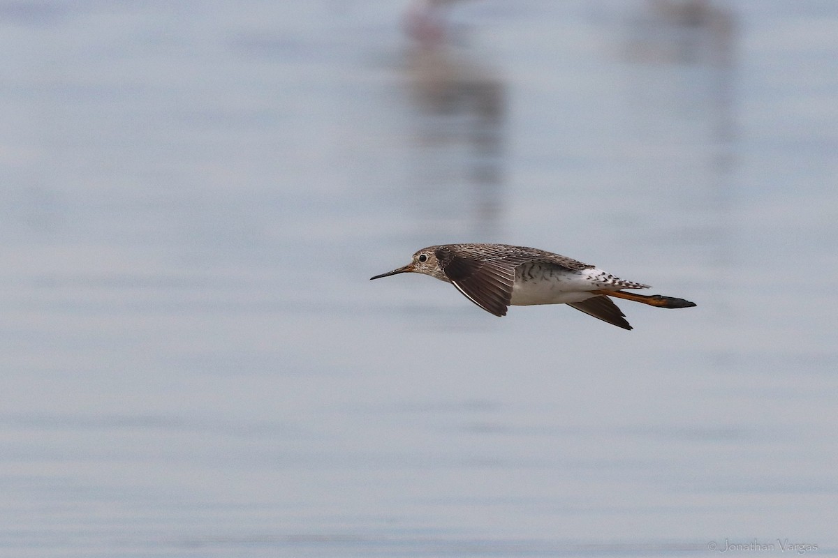 Lesser Yellowlegs - ML416890461