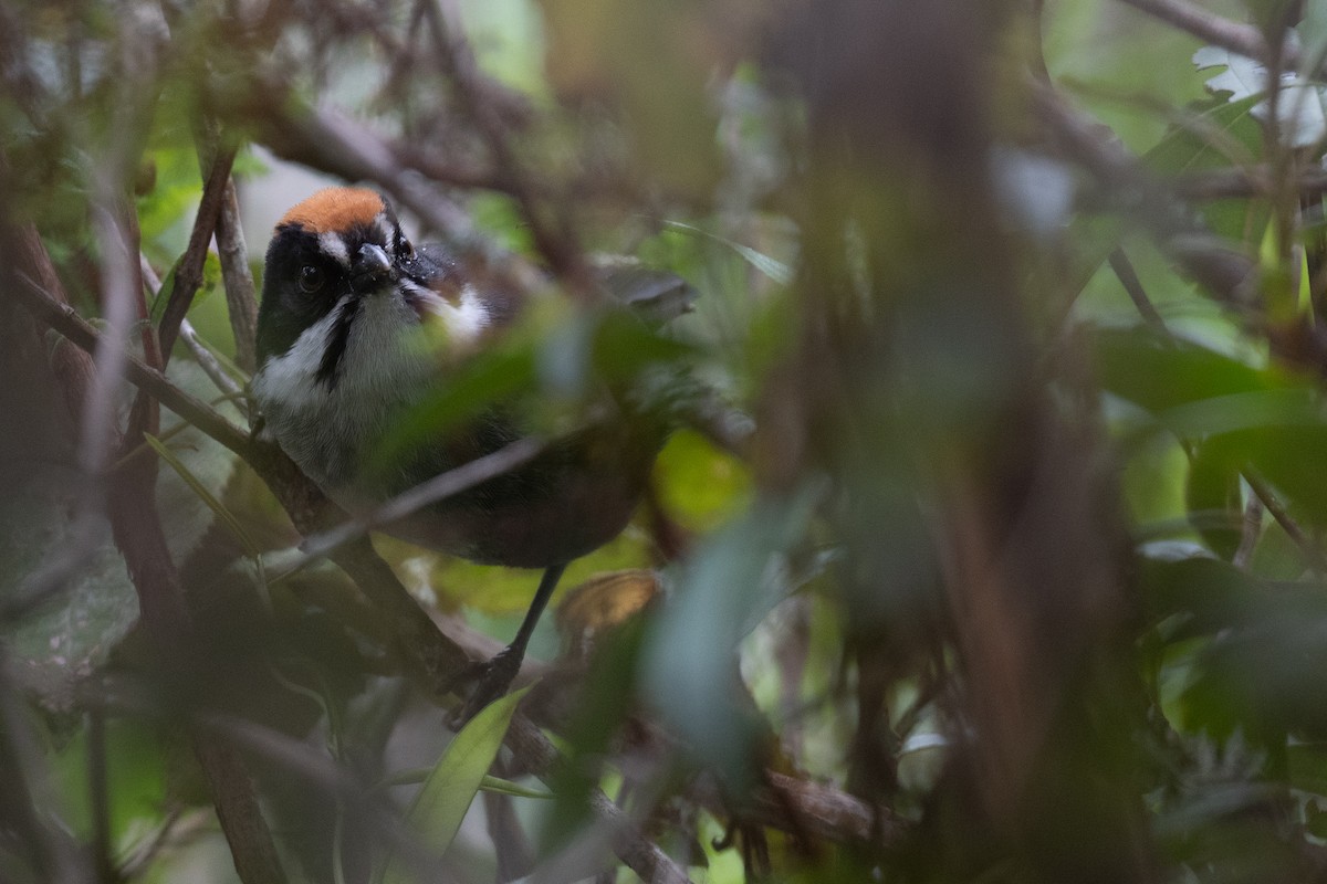 Slaty Brushfinch (Taczanowski's) - ML416890501