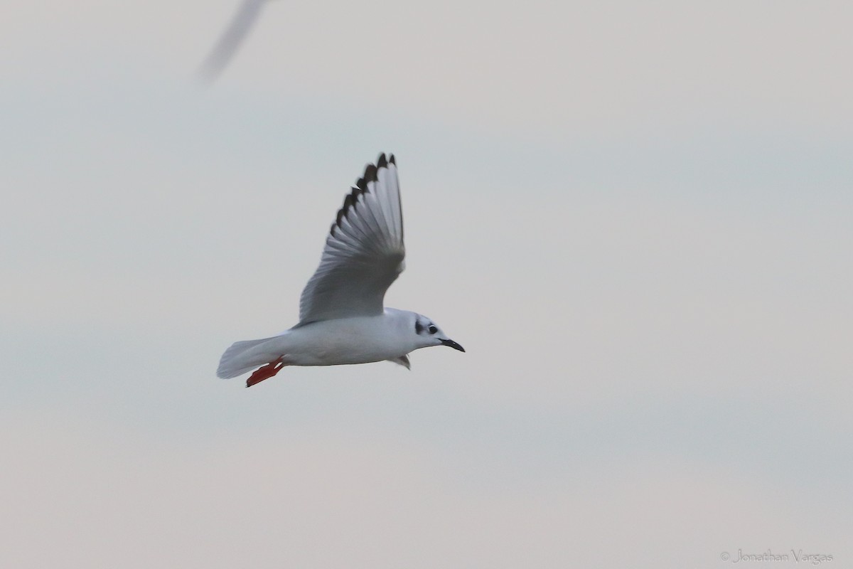 Bonaparte's Gull - ML416890661