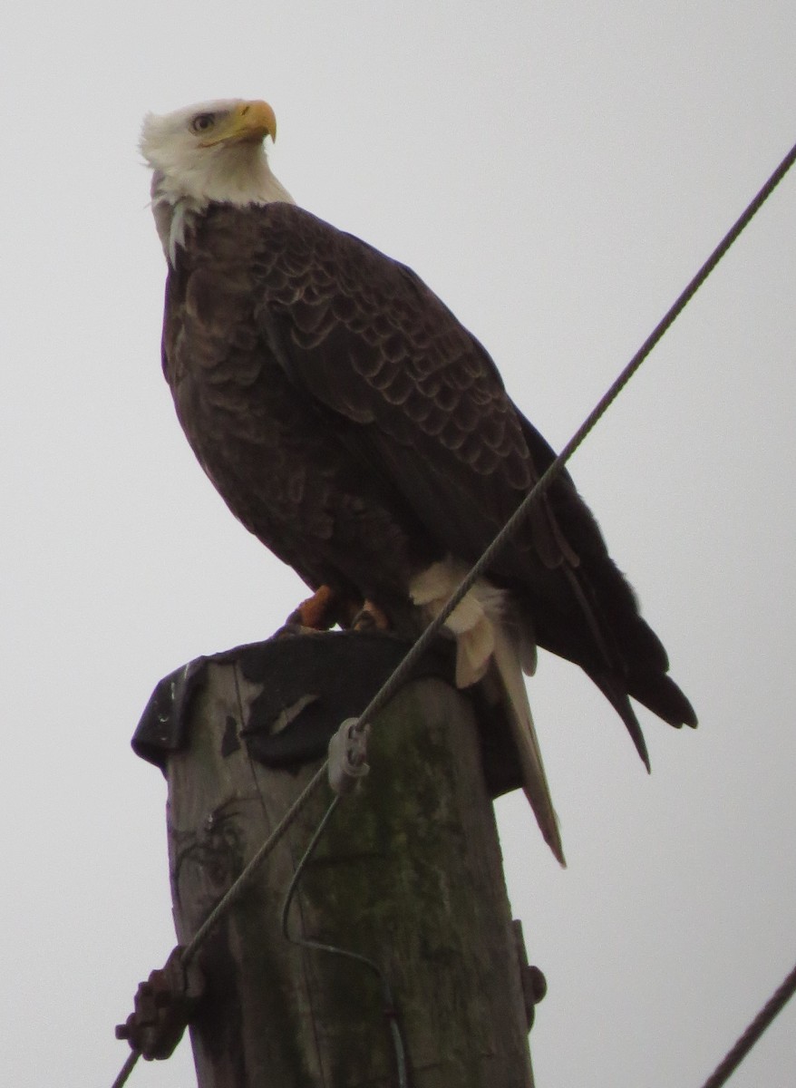 Weißkopf-Seeadler - ML41689071