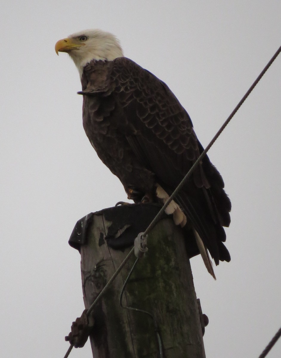 Bald Eagle - John  Mariani