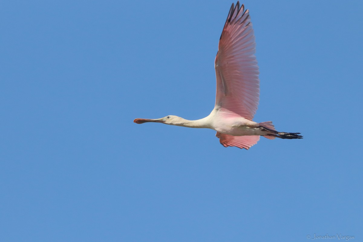 Roseate Spoonbill - ML416891281