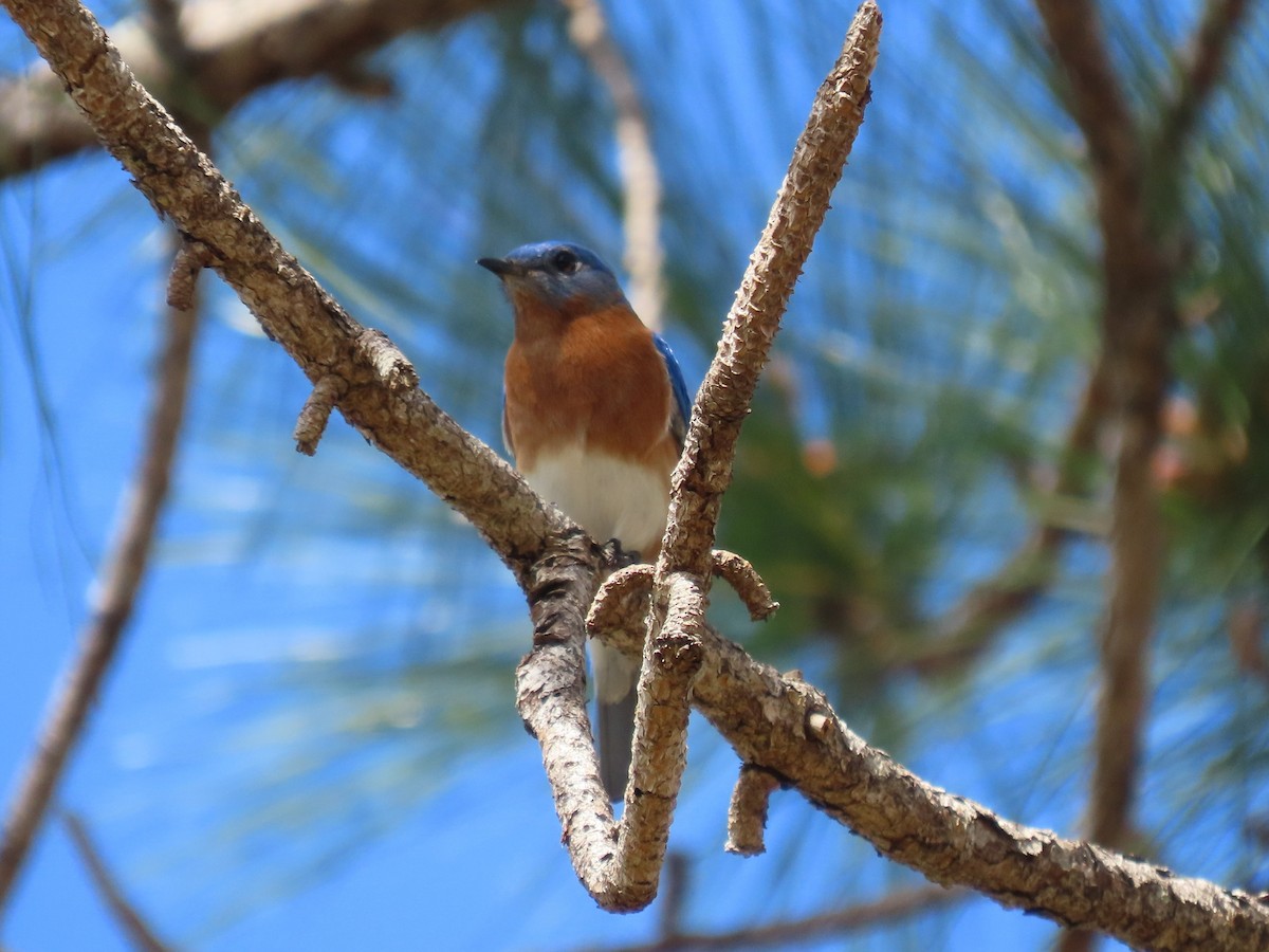 Eastern Bluebird - ML416894171