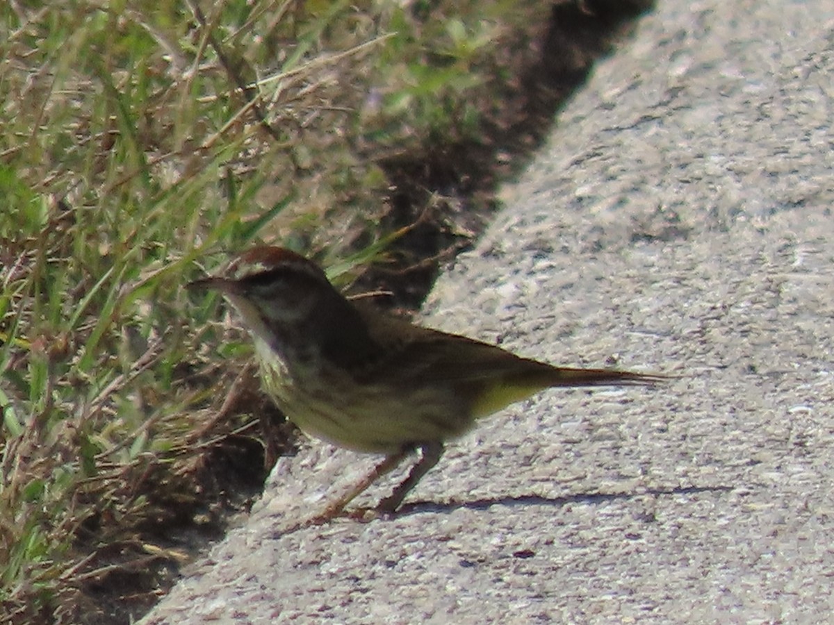 Palm Warbler - ML416894221