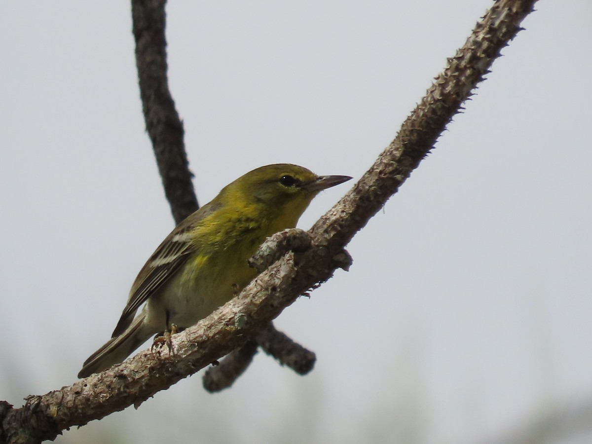 Pine Warbler - ML416894281