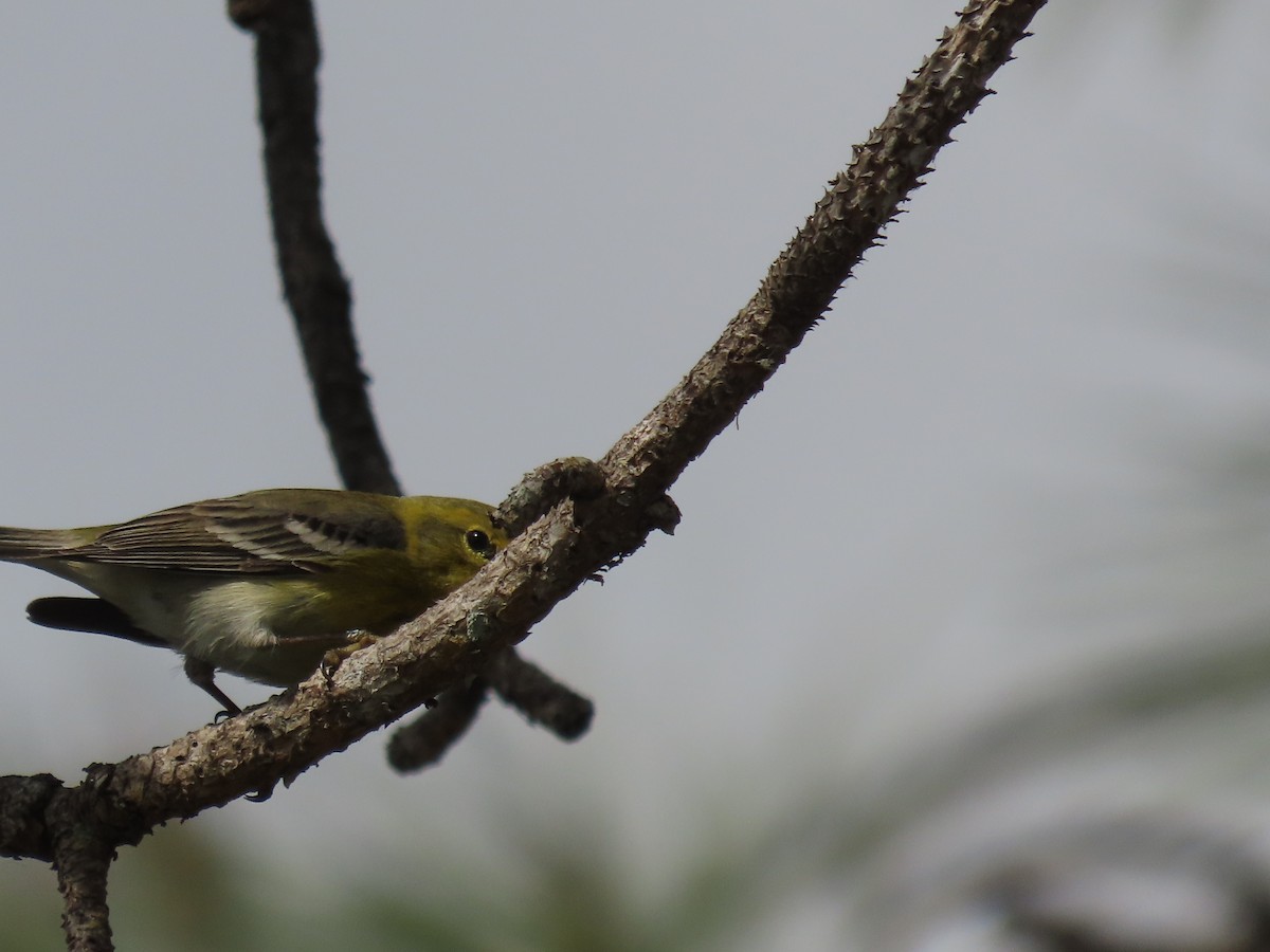 Pine Warbler - ML416894291