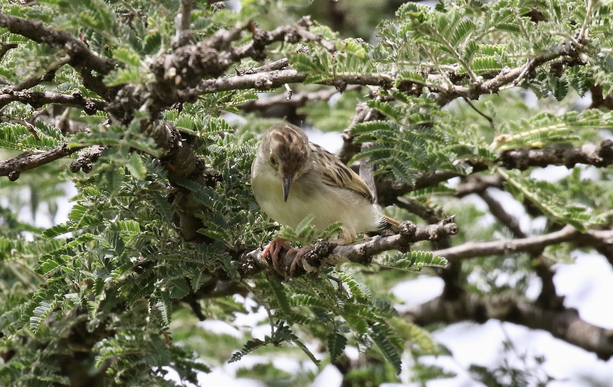 Rattling Cisticola - ML416895371