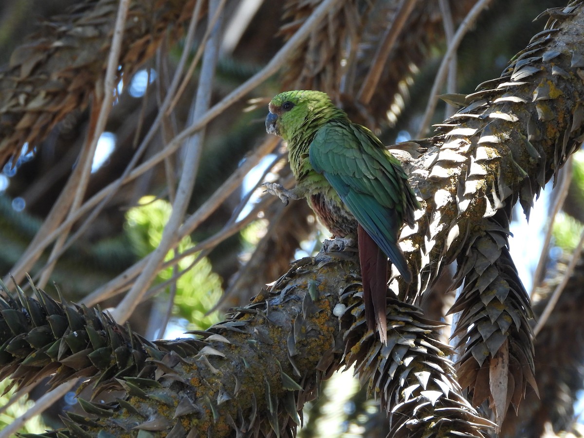 Austral Parakeet - ML416895661