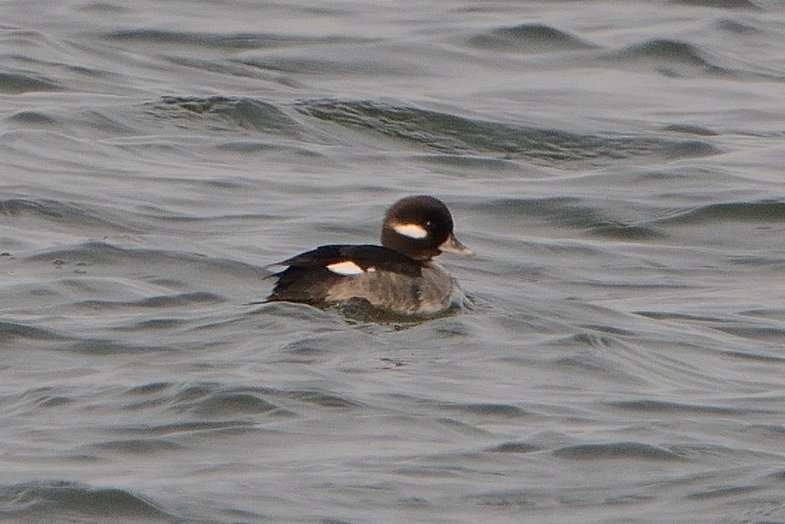 Bufflehead - ML416896161