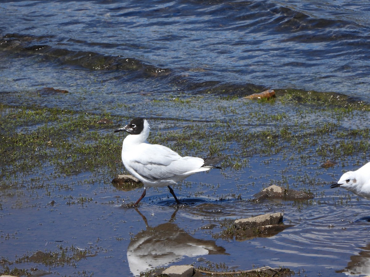 Andean Gull - ML416896291