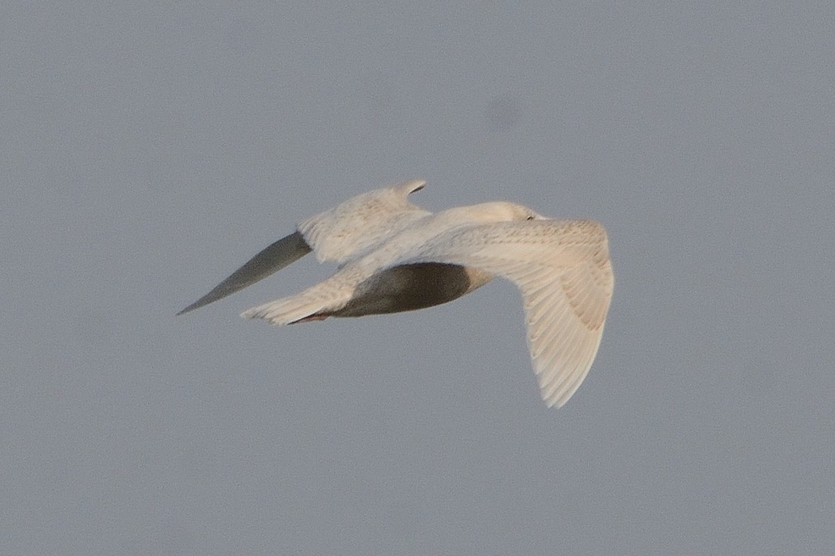 Glaucous Gull - ML416896461