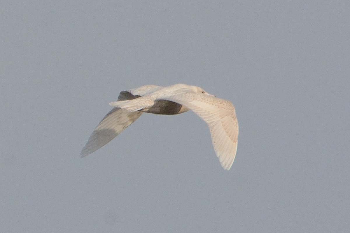 Glaucous Gull - John Gordinier