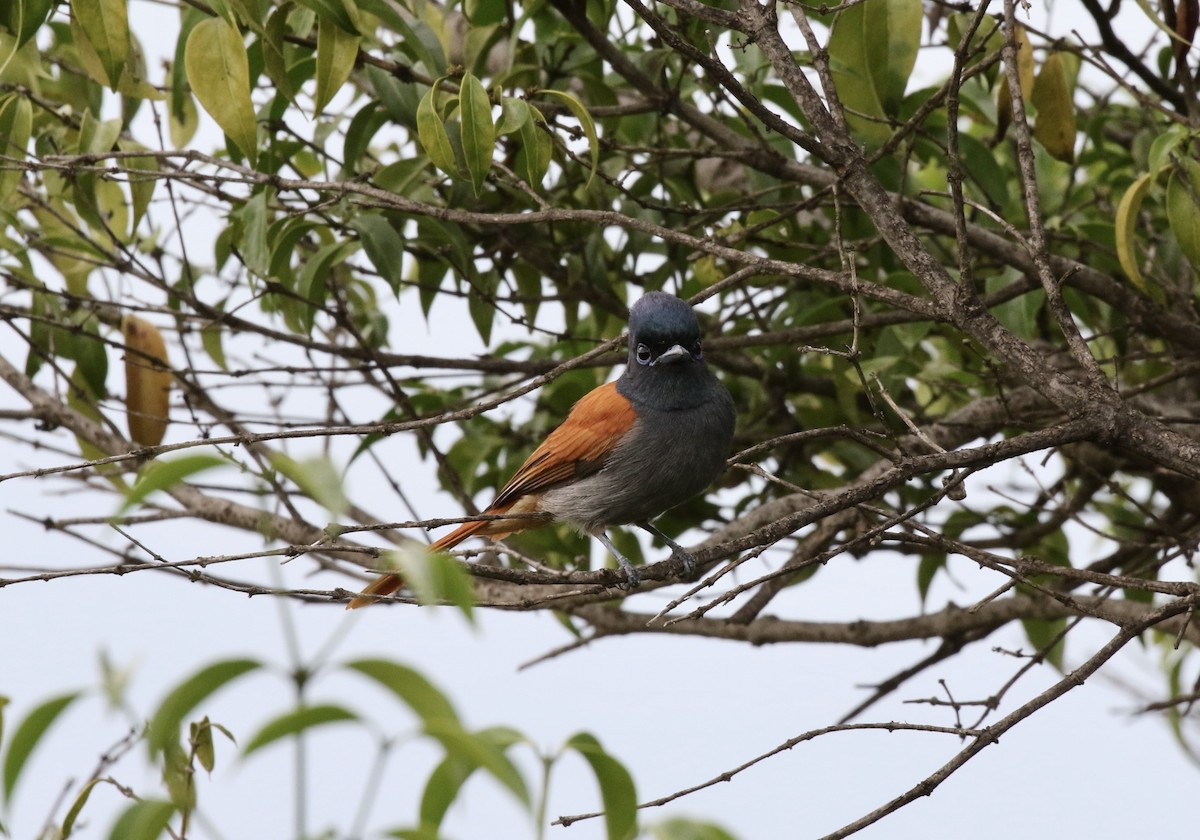 African Paradise-Flycatcher - ML416896961