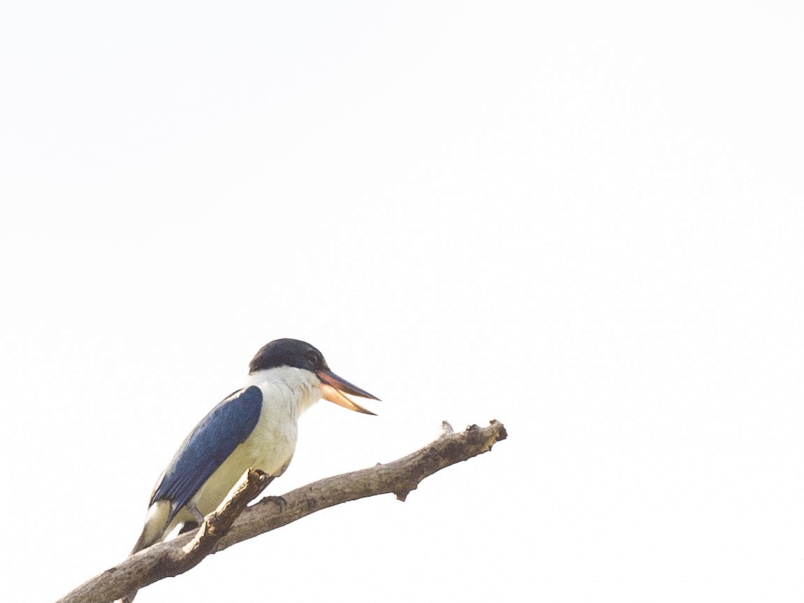 Collared Kingfisher - ML416897451