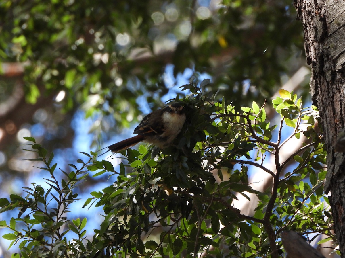 Thorn-tailed Rayadito - ML416898881