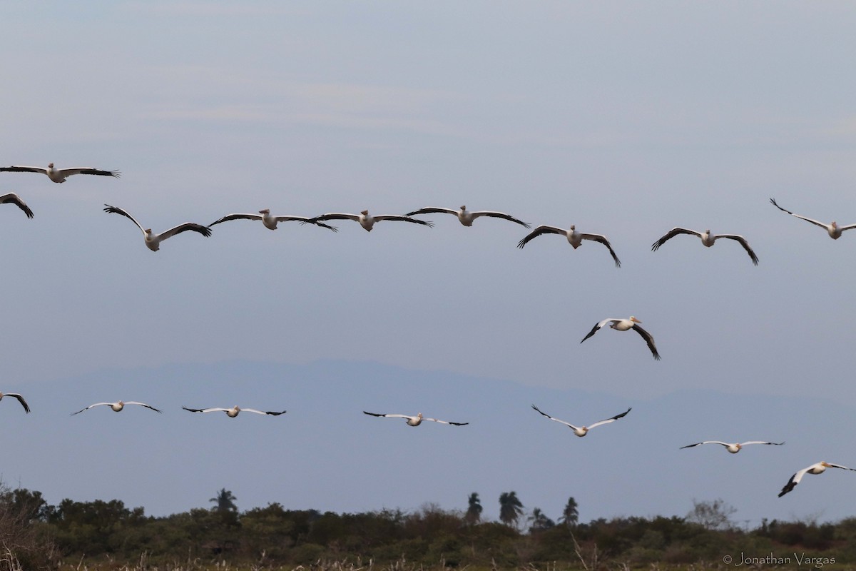 American White Pelican - ML416899641