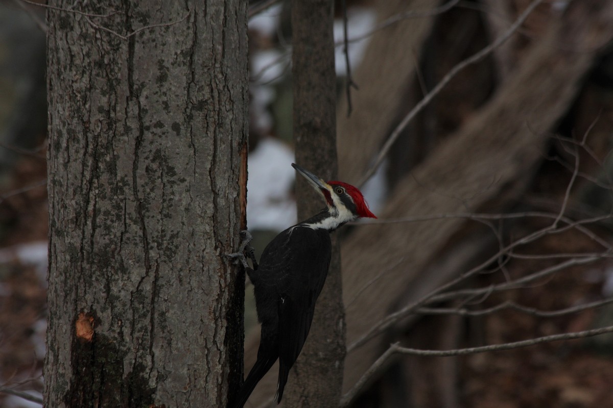 Pileated Woodpecker - ML416899681