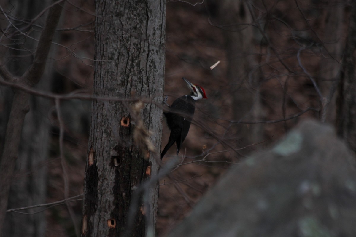 Pileated Woodpecker - ML416899821