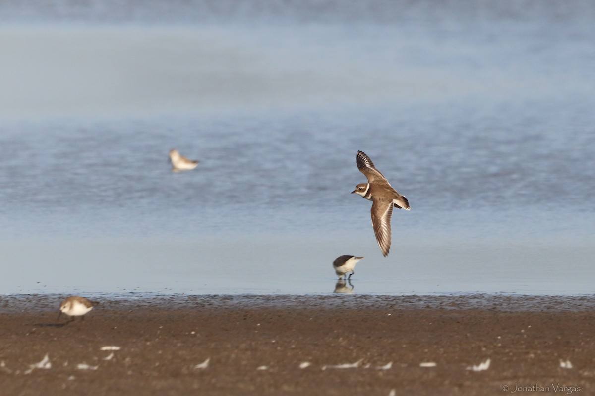 Semipalmated Plover - ML416899901