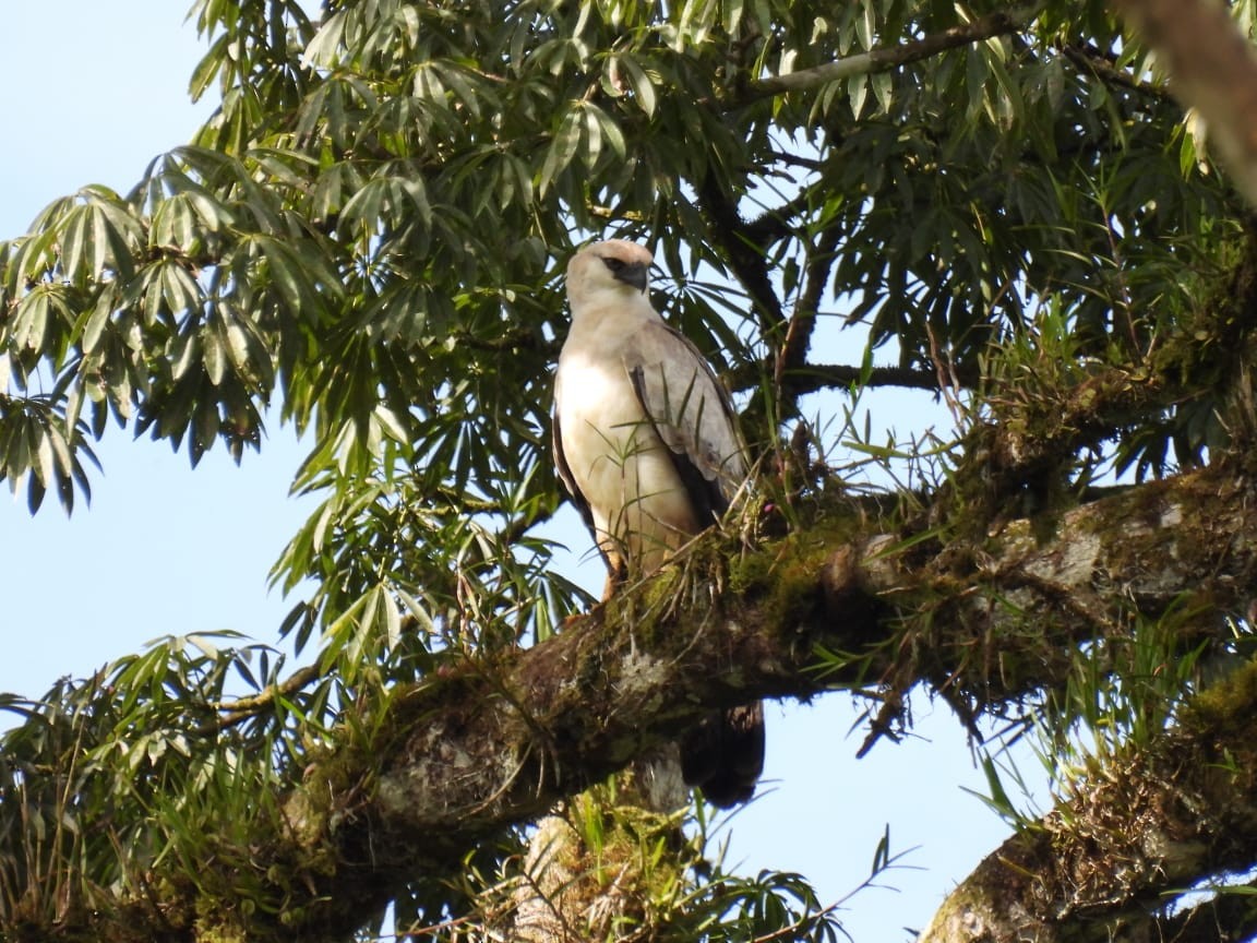 Crested Eagle - Isa Navarro G