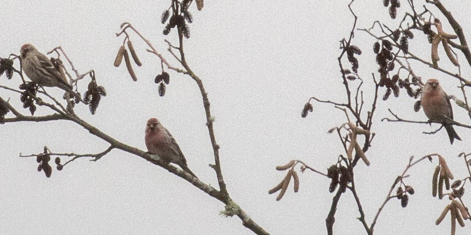 Common Redpoll - ML416900391