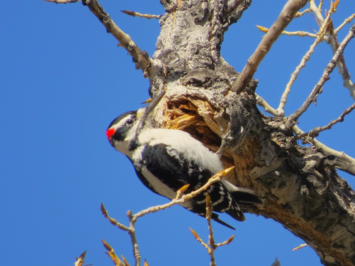 Hairy Woodpecker - ML416900511