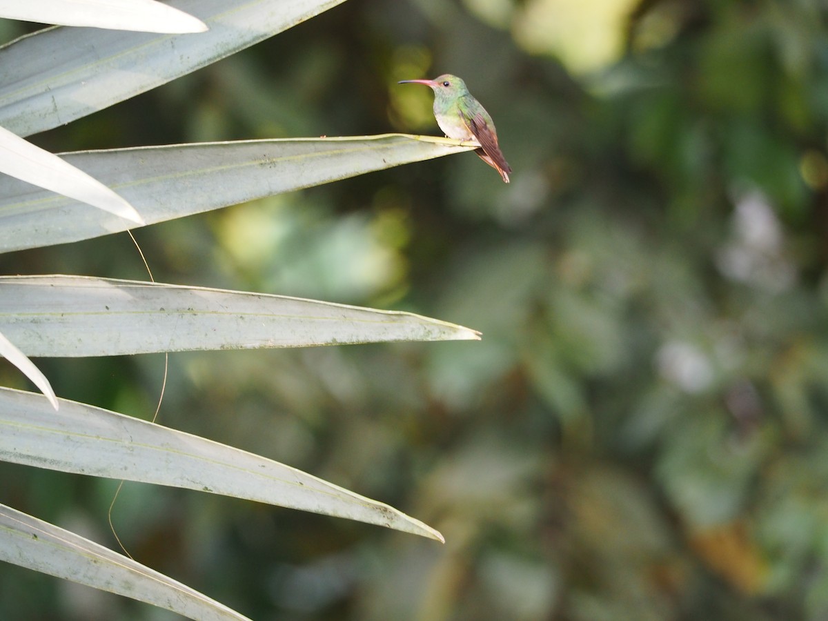 Rufous-tailed Hummingbird - ML416901191