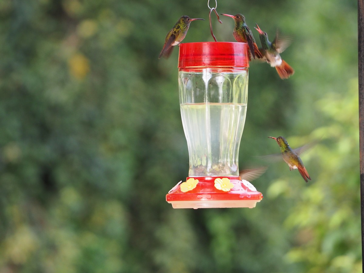 Rufous-tailed Hummingbird - ML416901201