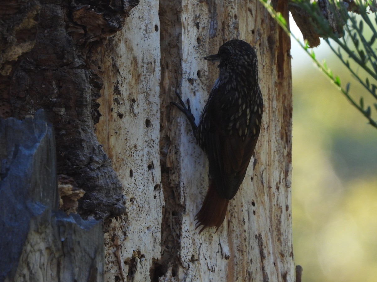 White-throated Treerunner - ML416901221