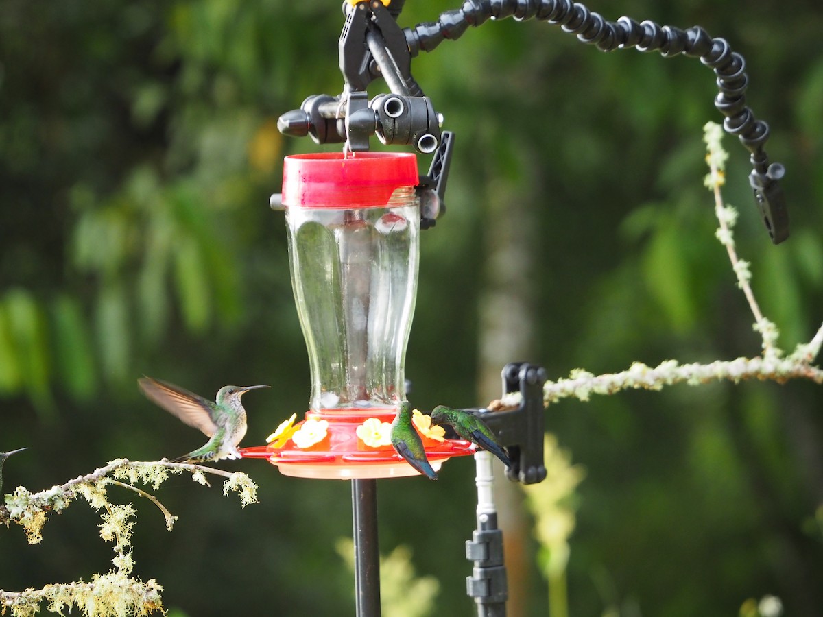 Steely-vented Hummingbird - ML416901471