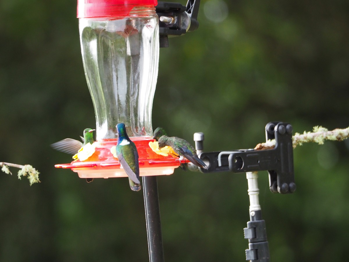 White-necked Jacobin - ML416901691