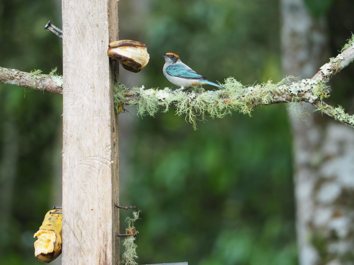 Scrub Tanager - ML416901741