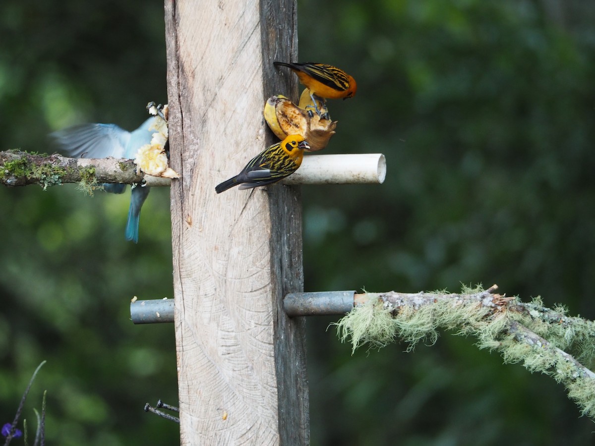 Golden Tanager - ML416901781