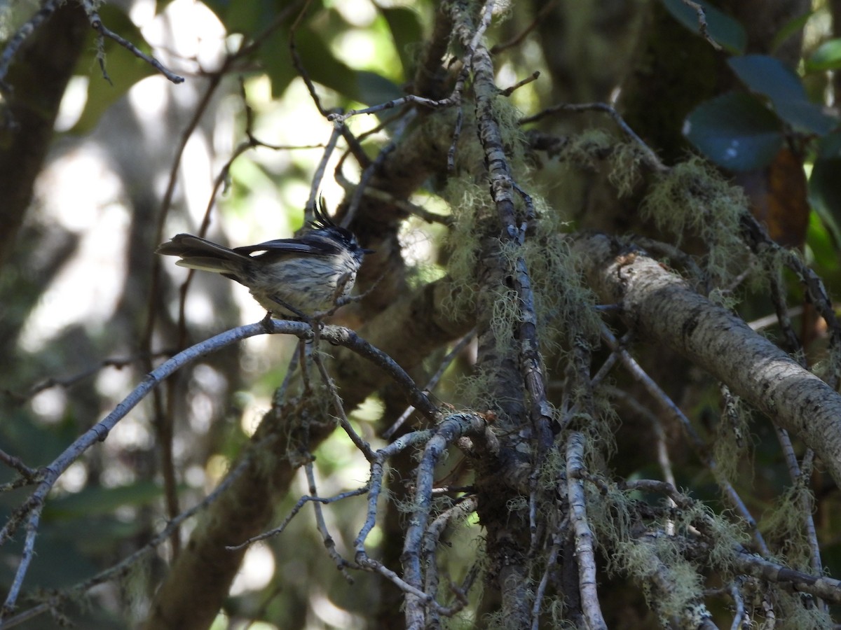 Tufted Tit-Tyrant - ML416901801