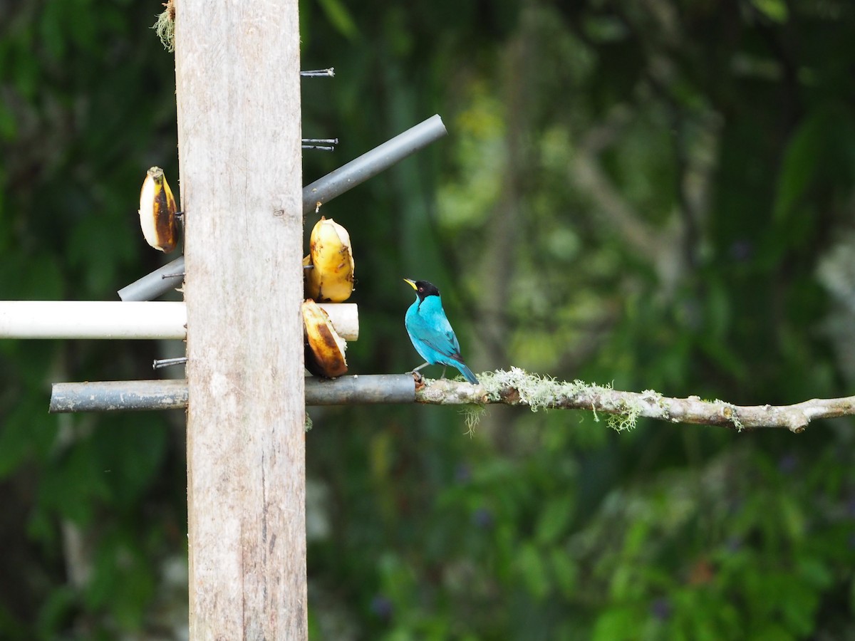 Green Honeycreeper - ML416901871