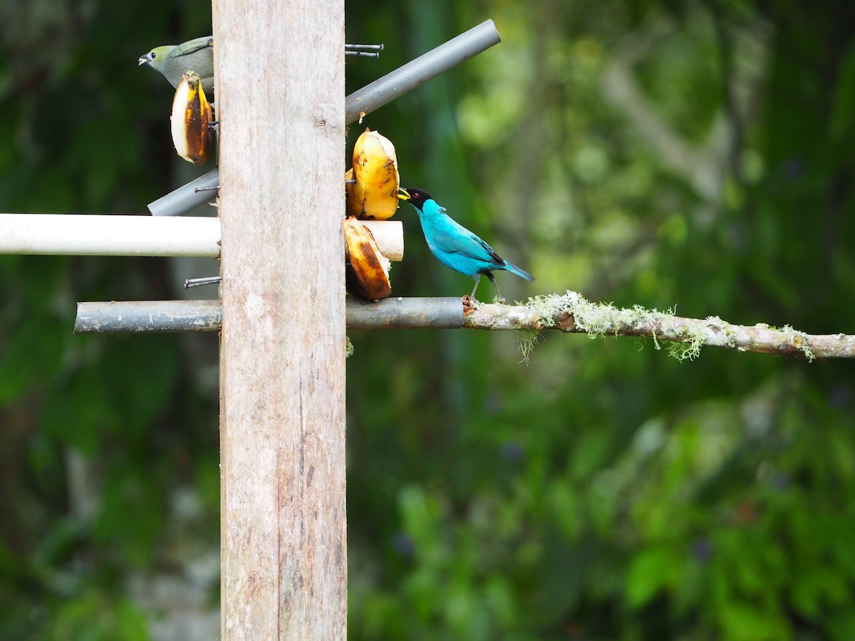 Green Honeycreeper - ML416901881