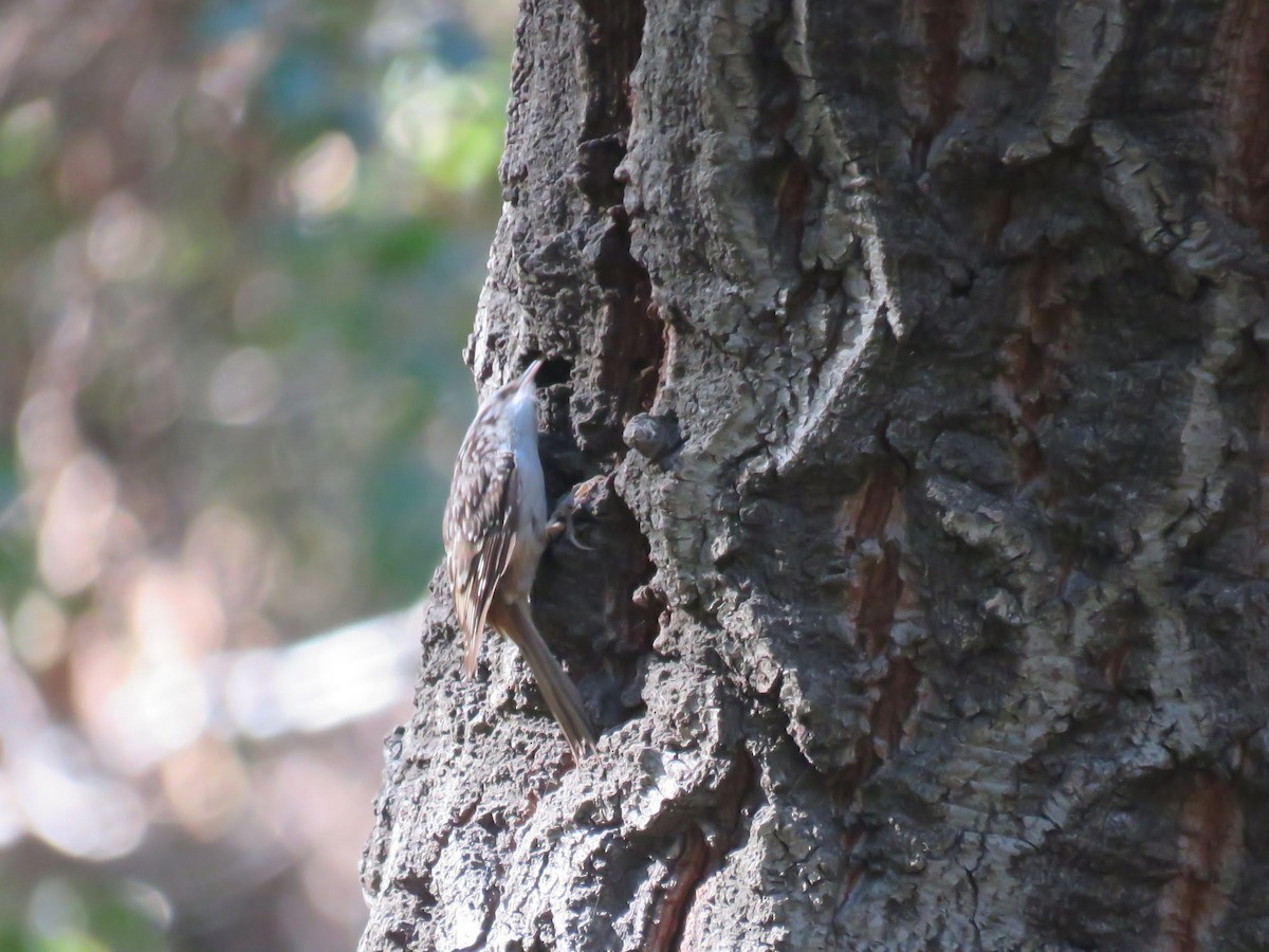 Brown Creeper - ML416903821